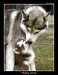Husky_Love_by_UnUnPentium115.jpg